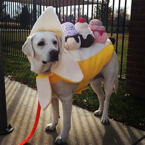 19 Best Halloween Dog Costumes From Around The Internet Big Dog