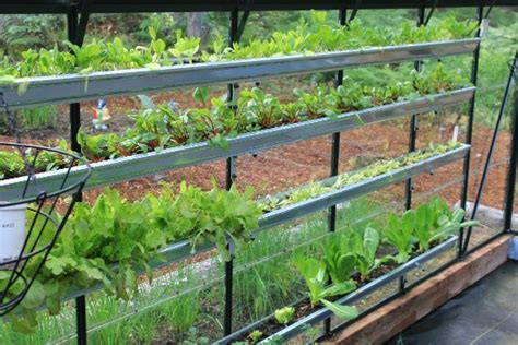 A greenhouse extends your growing season by providing an optimal climate for yo. Growing Vegetables in a Greenhouse - One Hundred Dollars a ...