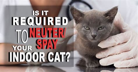 Should You Neuterspay Your Indoor Cat Uk Pets