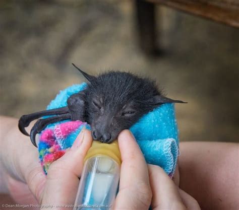 Meet The Insanely Adorable Orphaned Baby Bats At This Australian Bat