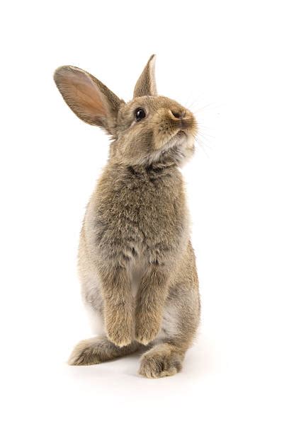 Royalty Free Rabbit Pictures Images And Stock Photos Istock