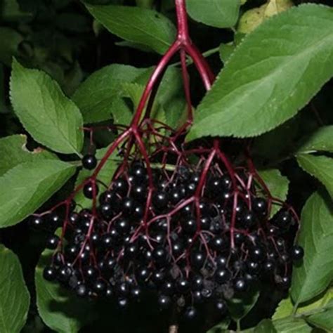 Elderberry Types What Are Some Common Varieties Of