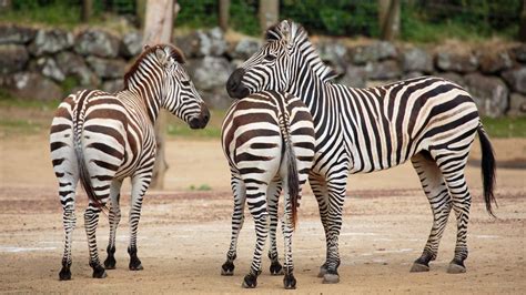 Zebra African Animals And Wildlife Auckland Zoo