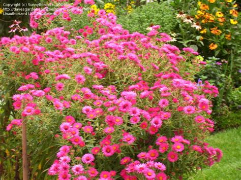 Perennials What Are The Best Asters For Zone 7a 1 By Sunnyborders