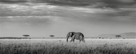 wildlife photography by professional freelance wildlife photographer…