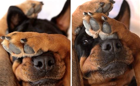 31 Adorable Photos Of Dogs Playing Hide And Seek Amazing Doggies