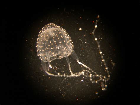 Improving Prediction Of Deadly Irukandji Jellyfish Blooms Csiroscope