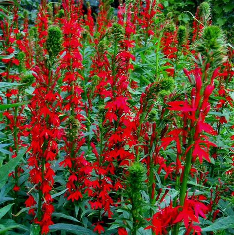 Rare Perennials Red Cardinal Flower Red Lobelia Potted Plant