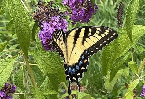 Do Tiger Swallowtails Migrate Unraveling The Mystery Of Their Seasonal