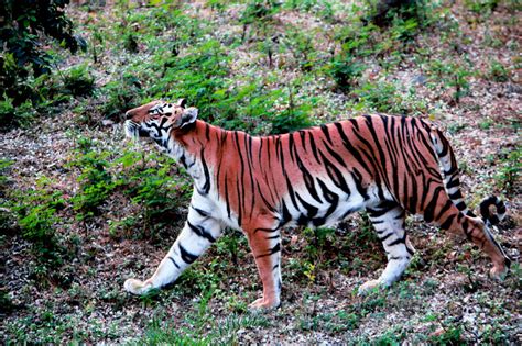 Bengal Tiger Panthera Tigris Tigris Display Full Image