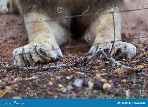 Claws Of Lion Royalty Free Stock Image 1628266