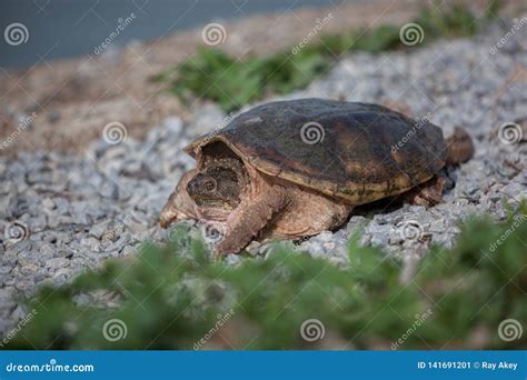 Shelled Wildlife Snapping Turtle Still Rocky Pebbles Stock Image
