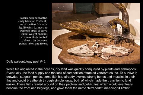 Daily Paleontology Post 46 Walking Fish Rforsen