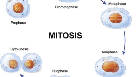 Microtubule depolymerisation causes spindle fibres. 5 Stages of Mitosis | Sciencing
