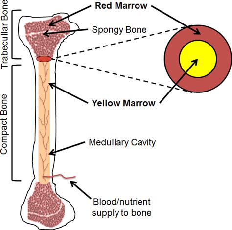 2 The Long Bone Is The Site Of The Red And Yellow Fatty Bone Marrow