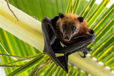 Fruit Bats The Winged ‘conservationists Reforesting Parts Of Africa The African Mirror