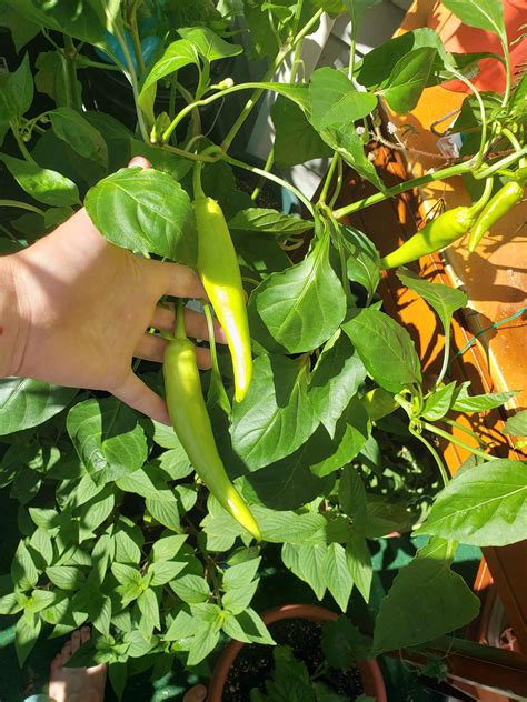 Kratky Banana Pepper Pushing Out Over 6 Inch Spicy Bois Gardening