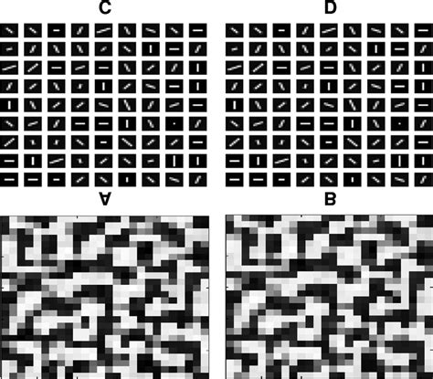 Ocular Dominance Columns And Orientation Preferences In The Subplate