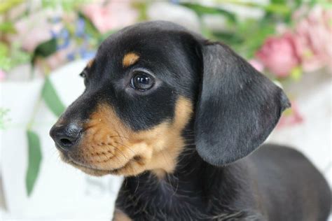 Black And Tan Miniature Smooth Female Dachshund Puppy In Terrington