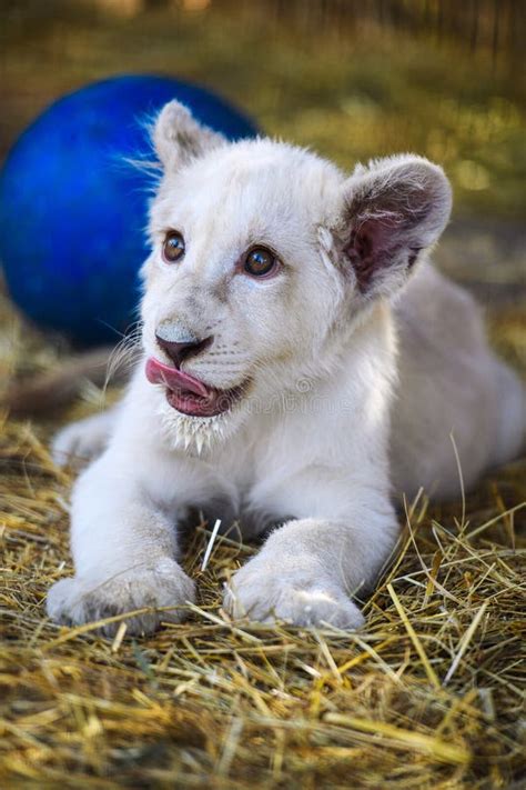 White Lion Cub Stock Photo Image Of Mammal Lioness 156049224