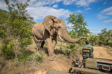 Le Parc Kruger Safari En Afrique Du Sud Voyage De Luxe Sur Mesure