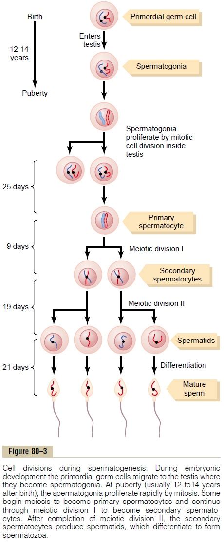 Phases Of Spermatogenesis