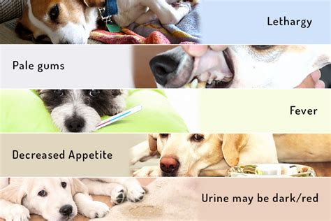What Are The Symptoms Of Biliary In Dogs