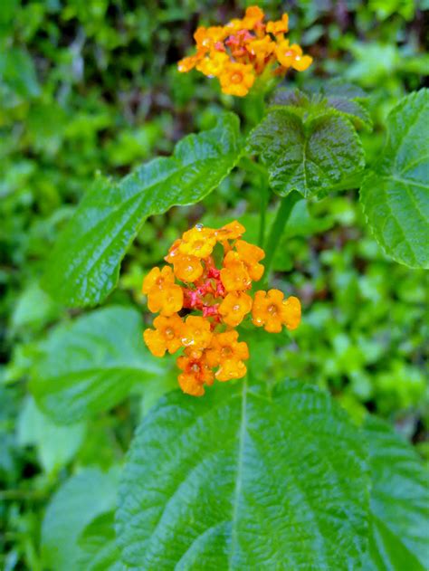 Free Photo Orange Flowers Yellow Pink Nature Free Download Jooinn