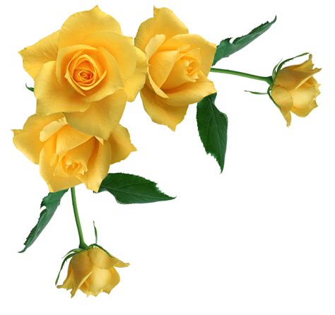 Free Yellow Rose Transparent Download Free Yellow Rose Transparent Png