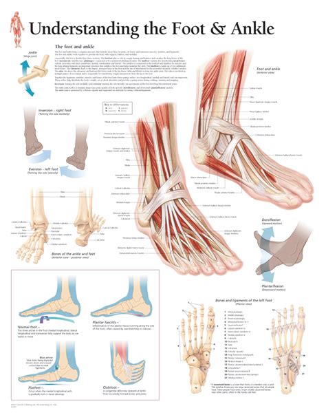 Anatomy Of The Foot And Ankle Orthopaedia