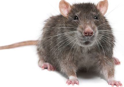 There are a number of rat traps on the market, some good and some very bad. 5 Diseases Transmitted By Rodents Within the Home | Online ...