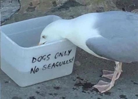 Rebel Seagull Rtruckstopbathroom