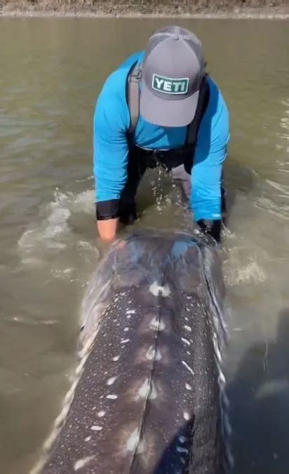 Fishermen Find Huge ‘dinosaur Fish And Release It Into The River It