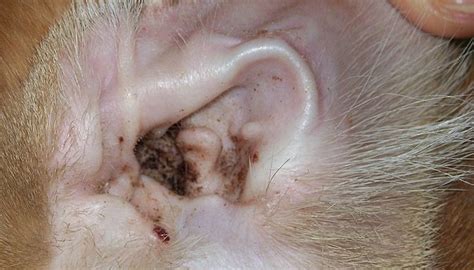 In a case like this, it's very important to call the veterinarian right away. Cats' Ear Infections | Animals - mom.me