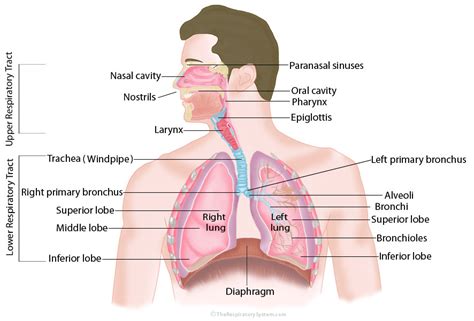 Respiratory System Structure Parts Function How To Relief