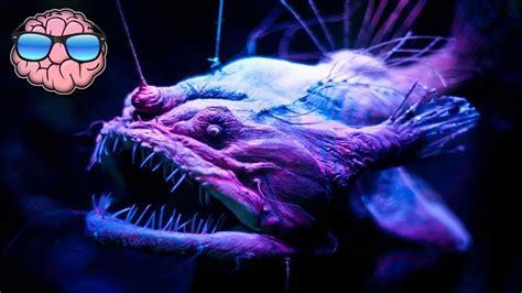 Top 10 Creepy Deep Sea Creatures You Didnt Know Existed Top10 Chronicle