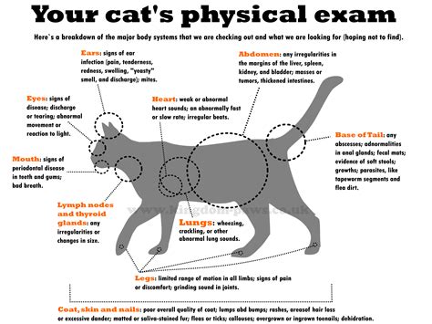 Cat physical exam in 2021 | Cats, Cat day, Cat life