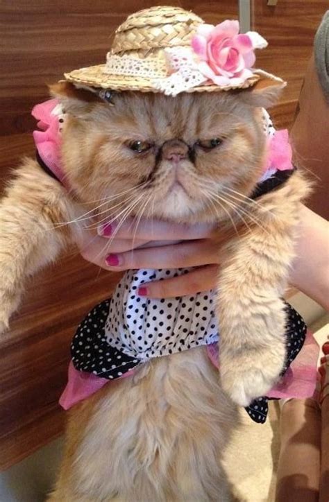 545 Best Images About Cats In Hats On Pinterest