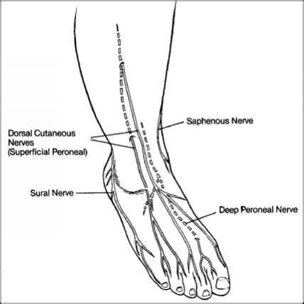 Deep Peroneal Nerve Block Regional Anesthesia Mitch Medical