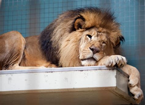 Zoo Lions Believed to Have Been Poisoned by Visitor