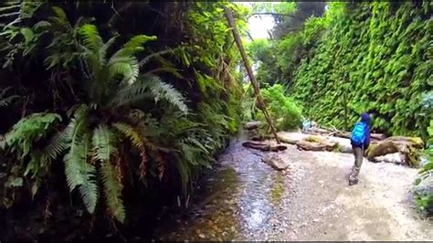 Los angeles.non native mustard blooms in fern canyon. GoPro - Hike through Fern Canyon - YouTube