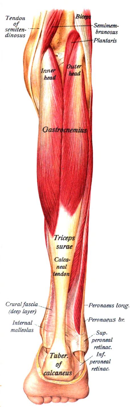 In the femur, tibia, and basitarsus. File:Sobo 1909 303.png - Wikimedia Commons