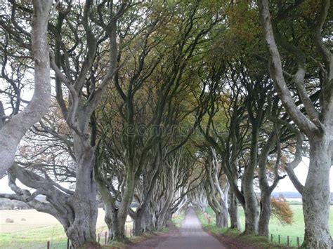 The Dark Hedges Avenue Of Beech Trees On The Way To The Giants