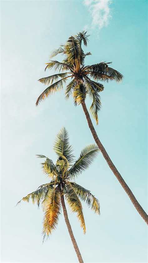 There are already 80 awesome wallpapers tagged with palm for your desktop (mac or pc) in all resolutions: Let's go Coconuts! Enjoy 10 Tropical iPhone Wallpapers!