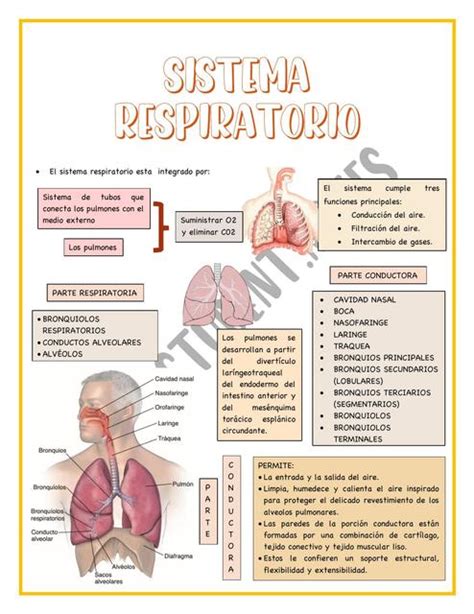 Mapa Conceptual Sistema Respiratorio Udocz Images And Photos Finder