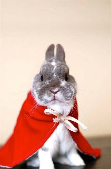 32 Best Funny Bunny Images On Pinterest Bunnies Bunny