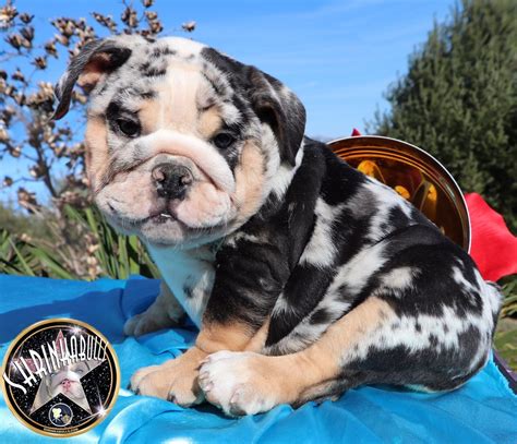 Adult Bulldogs Planet Merle English Bulldogs Home Of The Fully