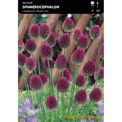 Ail D Ornement Allium Sphaerocephalon
