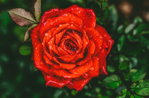 Close Up Photography Of Red Rose Flower With Water Drops · Free Stock Photo