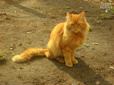 Red Eyed Red Mackerel Tabby Sad Cat — Russian Cats Pictures